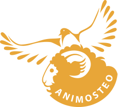 Logo_animosteo